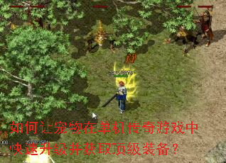 如何让宠物在单机传奇游戏中快速升级并获取顶级装备? 如何让宠物在单机传奇游戏中快速升级并获取顶级装备?